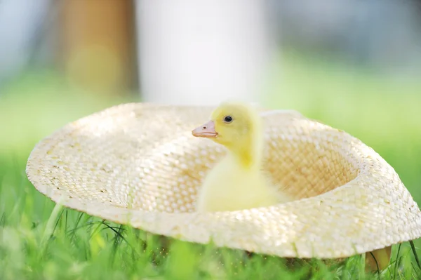 Pato esponjoso — Foto de Stock