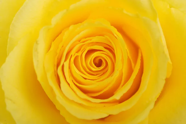 Rosa amarela — Fotografia de Stock