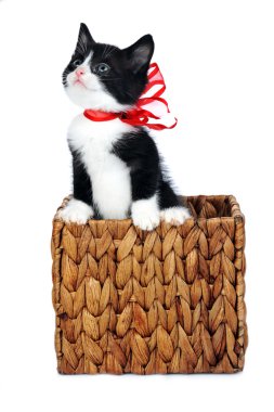 Cute kitten clipart