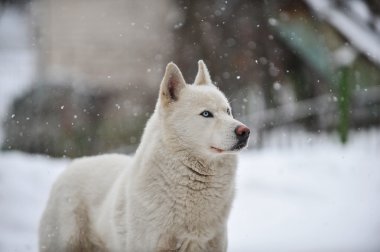 büyük köpek