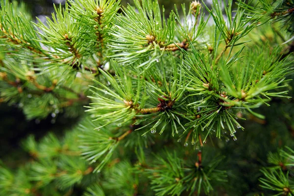 Green fir with drops — Stock Photo, Image