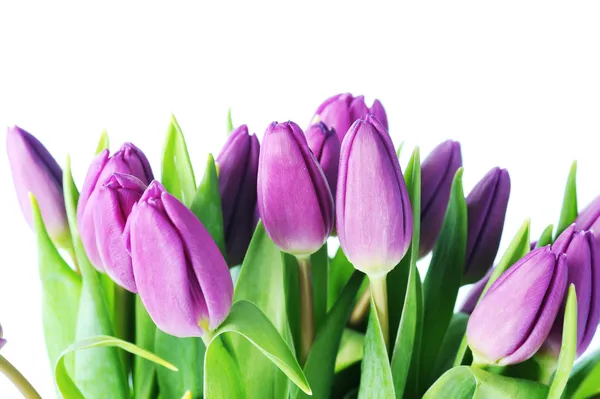 Tulipes violettes — Photo