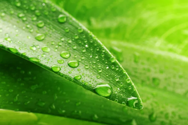 Zielony liść i kropla wody — Zdjęcie stockowe