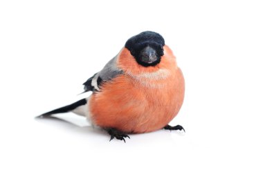 Eurasian bullfinch clipart