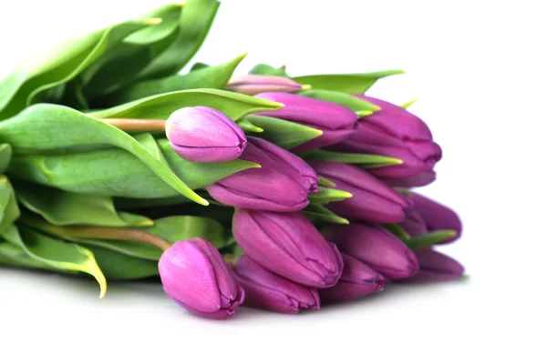 Tulipanes violetas —  Fotos de Stock