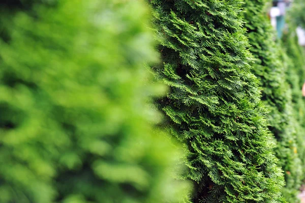 Thuja verde — Fotografia de Stock
