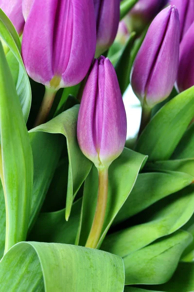 Tulipas violetas — Fotografia de Stock
