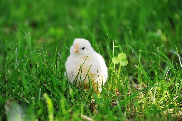 Chick en groen gras — Stockfoto