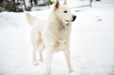 büyük köpek