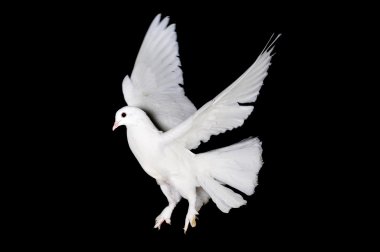 White pigeon and hand clipart