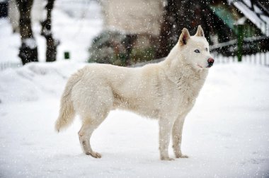 büyük köpek