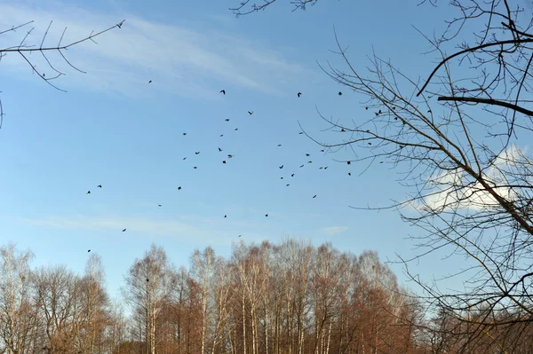 Uccelli volanti — Foto Stock