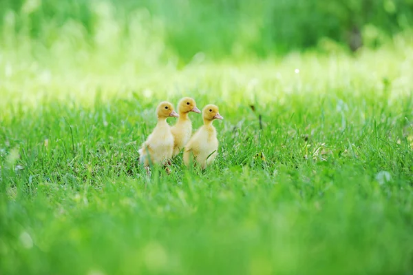 Tres pollitos esponjosos — Foto de Stock