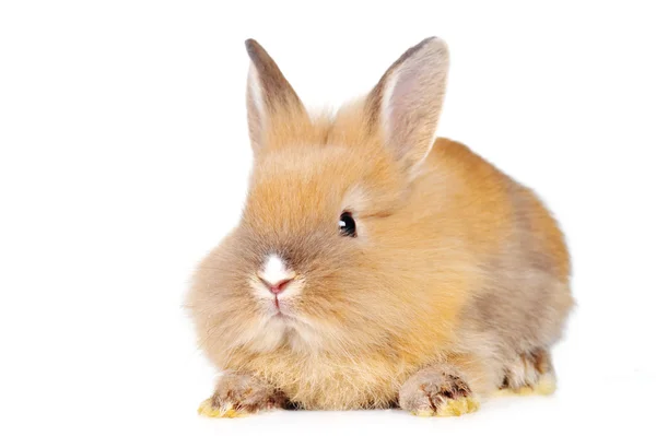 Brązowy królik puszyste — Zdjęcie stockowe
