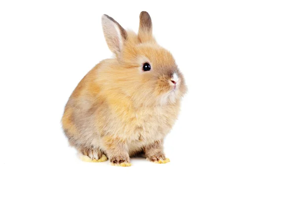 棕色绒毛兔 — 图库照片