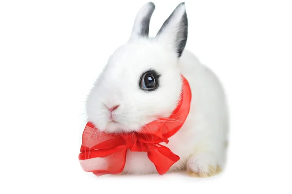 Small beautiful rabbit with red ribbon — Stock Photo, Image