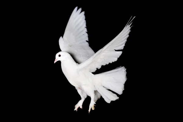 Белый голубь и рука — стоковое фото