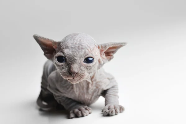 Süße Babykatze mit Glatze — Stockfoto