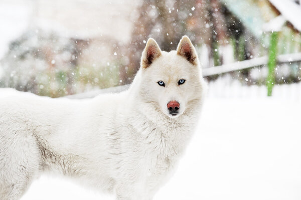 Big white dog standing on snow. winter day
