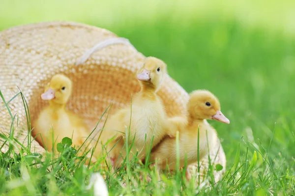 Patos esponjosos — Foto de Stock