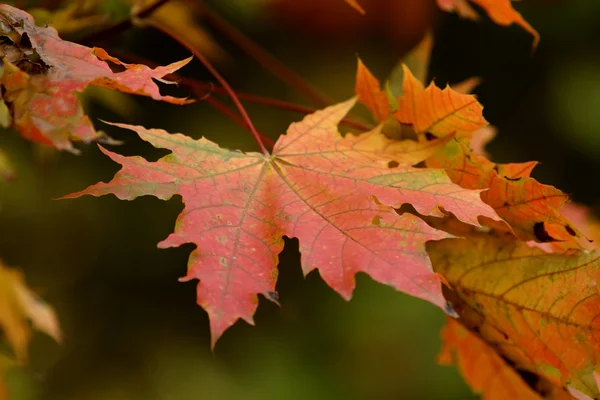 Stock image Red maple leaves in the forest in autumn