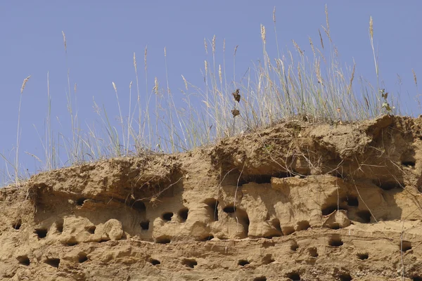 桑迪悬崖上的浅层巢 — 图库照片