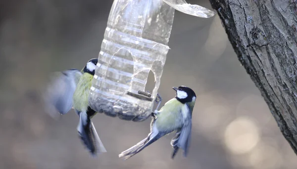 Két nagy mellek madarak, élelmiszer-adagoló — Stock Fotó