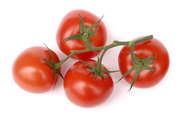 Tomates sur branche isolée sur blanc — Photo
