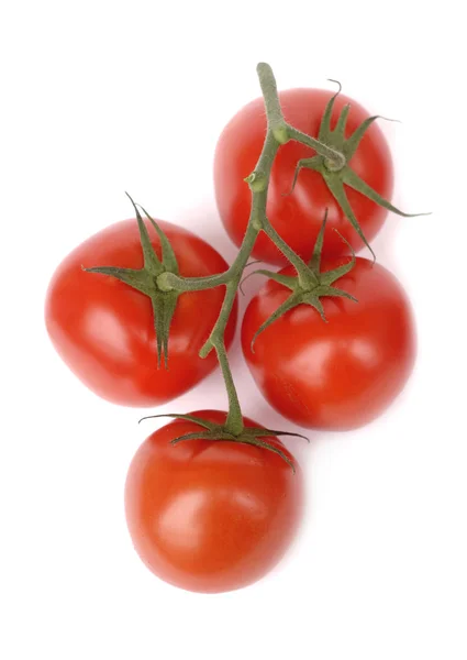 Rote Tomaten auf grünem Zweig isoliert auf weißem — Stockfoto
