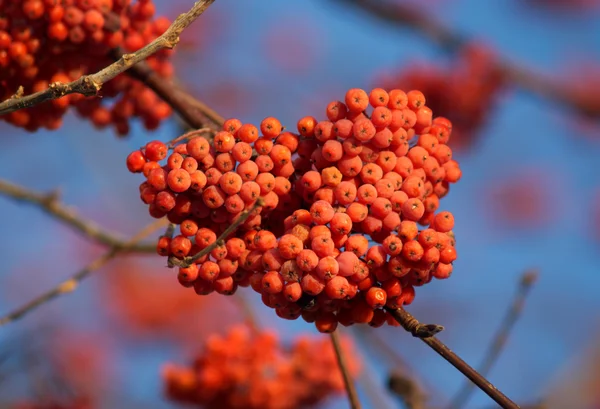 Рябиновые ягоды на ветке дерева крупным планом — стоковое фото