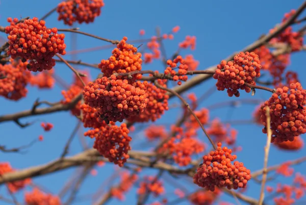 Many Red Rowan berries bunchs on tree branch — Stock Photo, Image