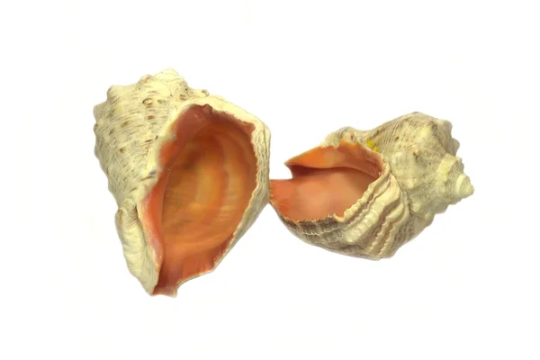 孤立在白色背景上的两个海贝壳 — 图库照片