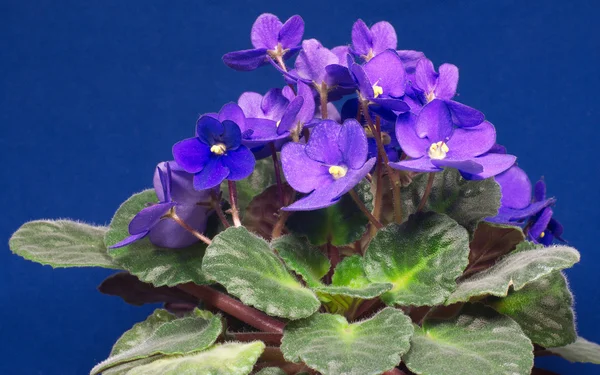 Lila violer isolerad på blå — Stockfoto