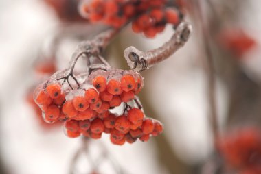 Rowan berry grup portre dondurulmuş