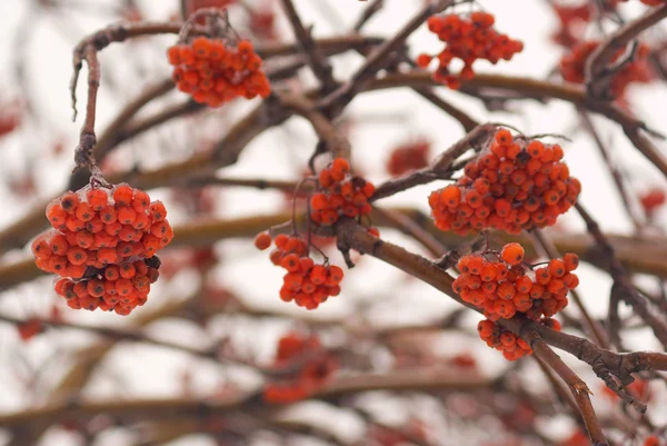 Rote Vogelbeeren auf gefrorenem Baum — Stockfoto