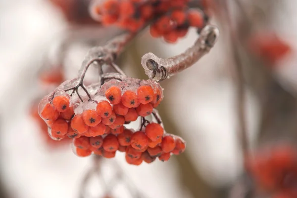 Frozen Rowan Berry Bunch Closeup — Stock Photo, Image