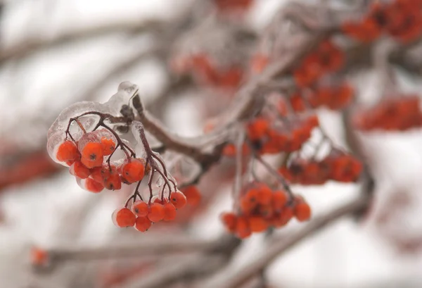 Froze Roawan tree branch with berries in winter closeup — Stock Photo, Image