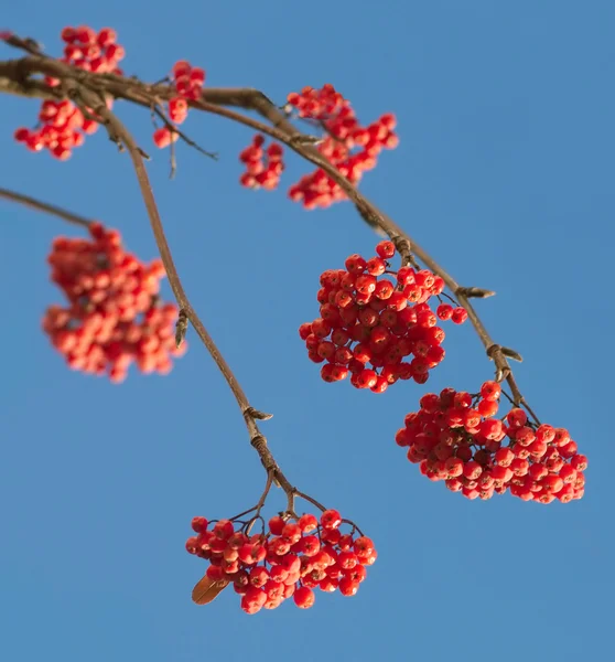 堆在蓝蓝的天空上的很多 Rowanberries — 图库照片