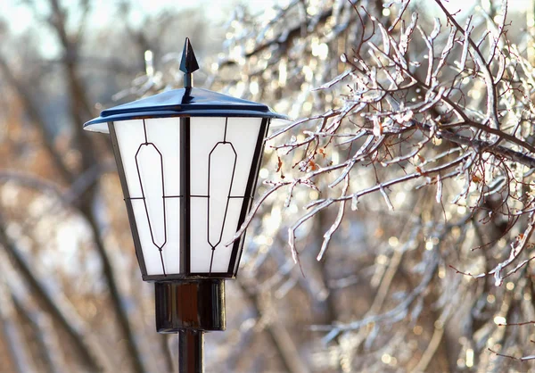 Lanterne de rue et branche d'arbre congelée gros plan — Photo