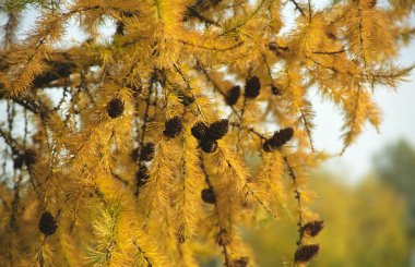 Larch tree with cones and with soft yellow needles in autumn stock vector