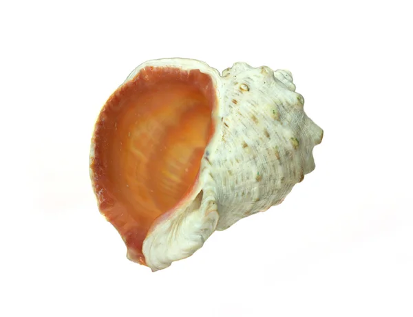 孤立在白色的沙质海贝壳 — 图库照片