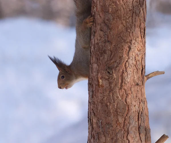 Bruin eekhoorn neerkijkt uit pine kofferbak — Stockfoto