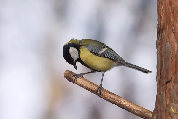 Great tit bird sits on tree branch in the forest — Stock Photo, Image