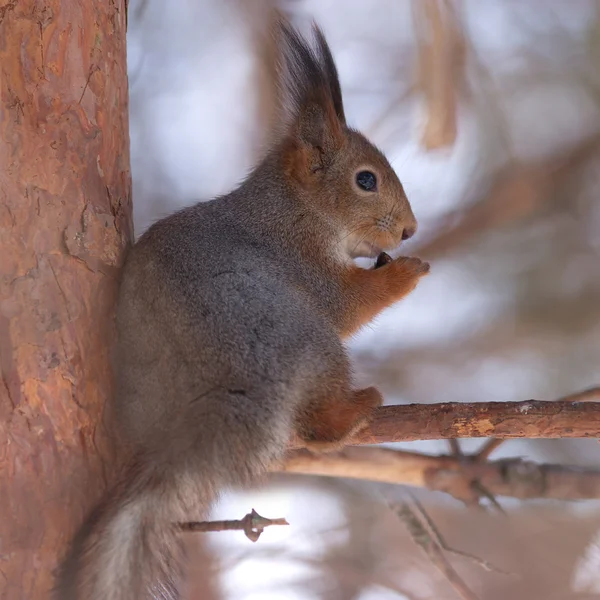 Écureuil brun mangeant de la noix sur une branche de pin en forêt hivernale — Photo