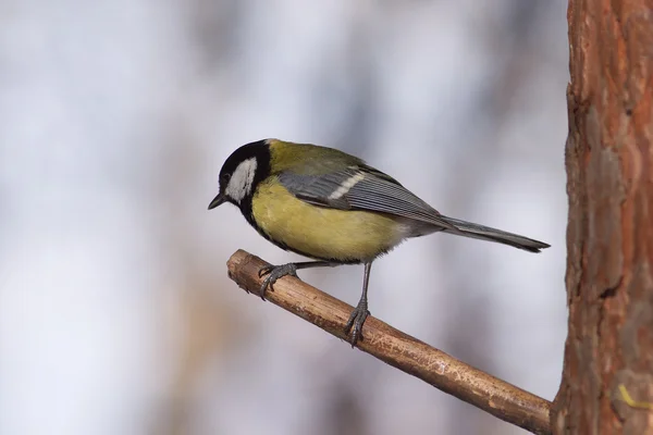 Great tit bird sits on tree branch in the forest — Stock Photo, Image