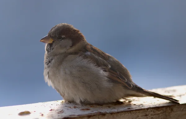 Brauner, flauschiger Sperling sitzt auf einem Balken — Stockfoto