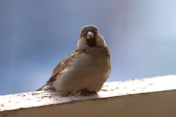 Hnědá nadýchané sparrow při pohledu na fotoaparát — Stock fotografie