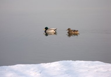 Ducks couple floats in spring river clipart