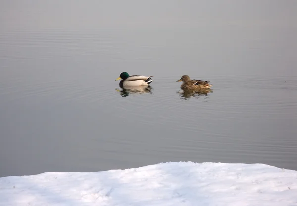 stock image Ducks couple floats in spring river