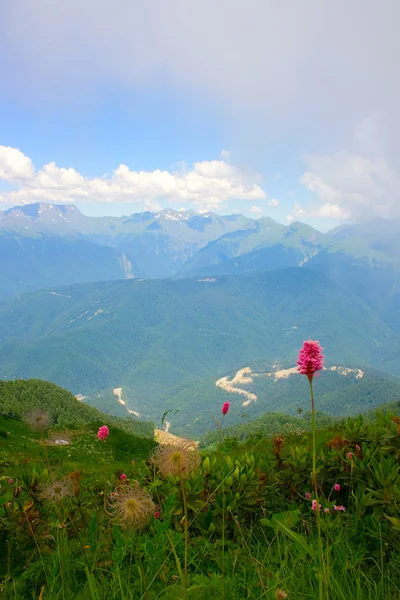 Uma clareira vermelha. Montanhas Cáucaso . Imagens Royalty-Free